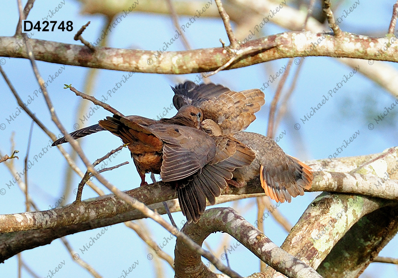 Eared Dove (Zenaida auriculata)